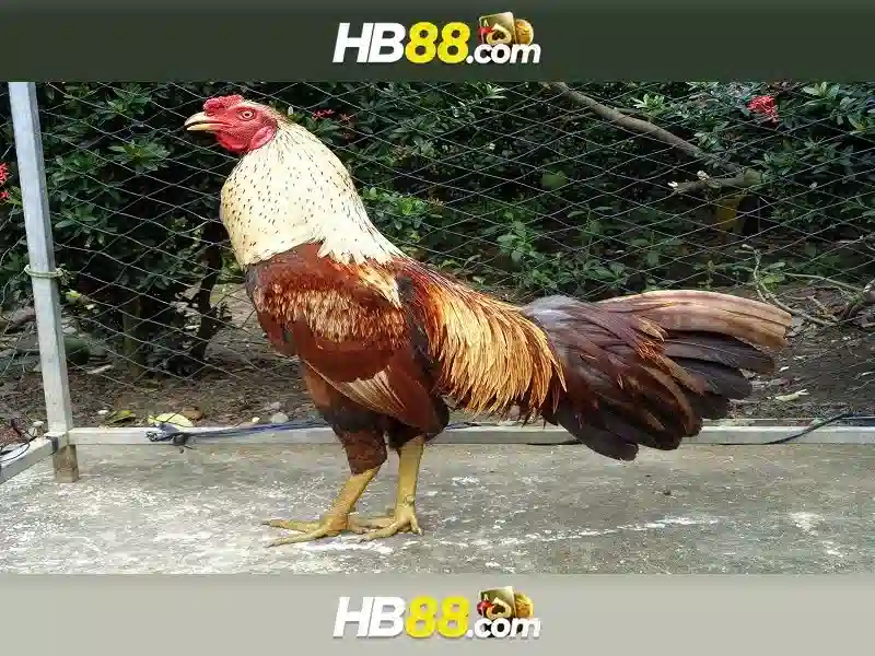 Đăng ký và an toàn khi chơi tại HB88