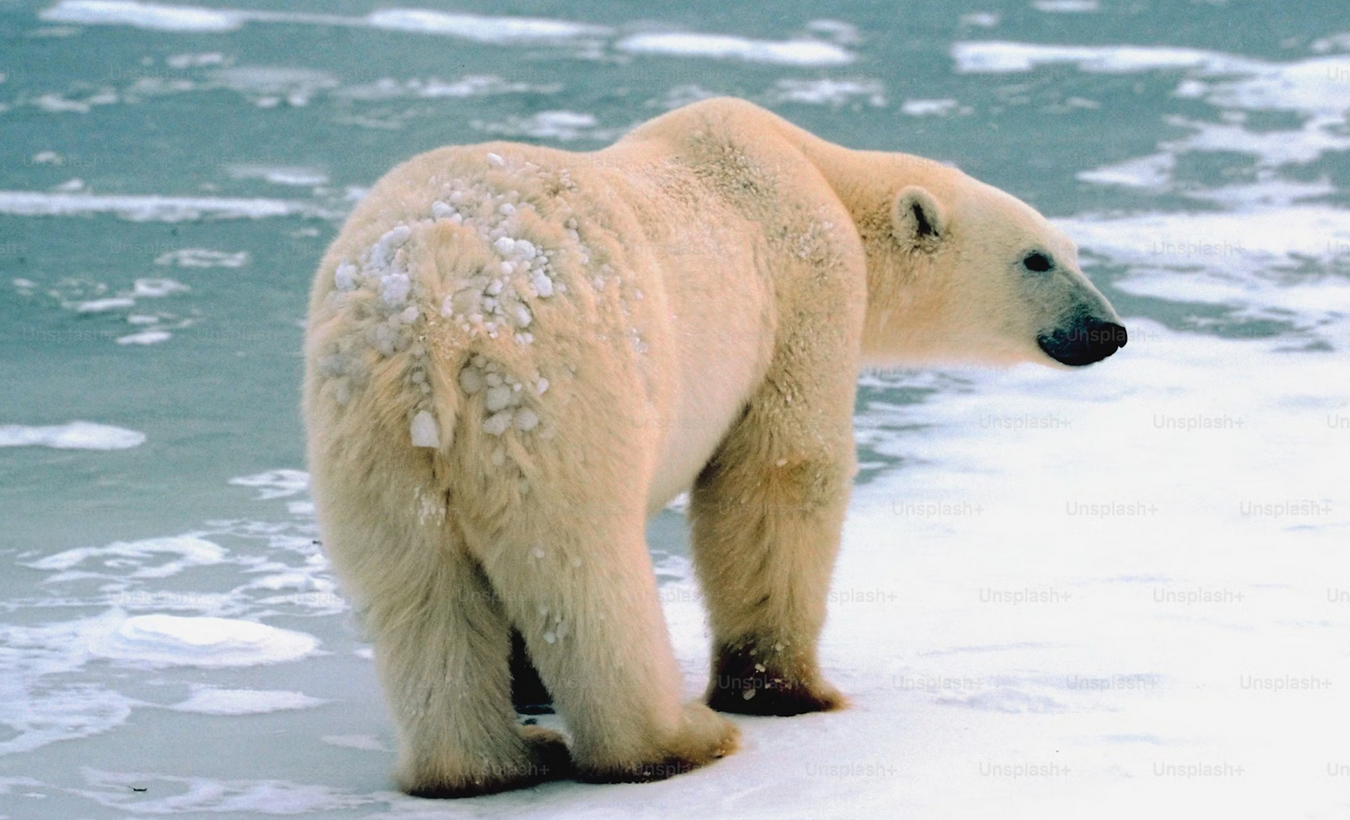 مراجعة الكتاب: التعقيد المذهل للعالم القطبي