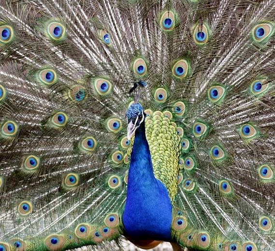 الروابط 5/7/2025 | الرأسمالية العارية